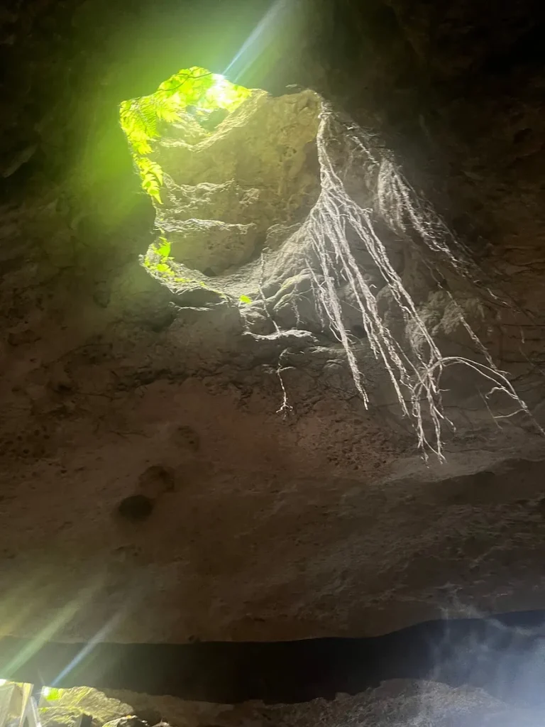 Cenote Boca del Puma vista desde adentro